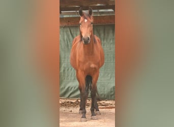 Mustang (canadian), Mare, 3 years, 15.1 hh, Brown