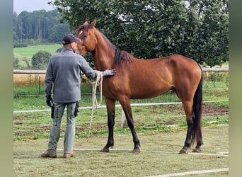 Mustang (canadian), Mare, 3 years, 15.1 hh, Brown