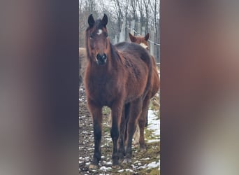 Mustang (canadian), Mare, 4 years, 15,1 hh, Brown