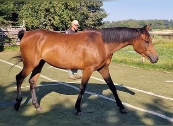 Mustang (canadian), Mare, 4 years, 15,1 hh, Brown