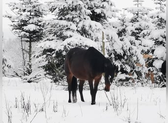 Mustang (canadian), Mare, 7 years, 15.1 hh, Smoky-Black