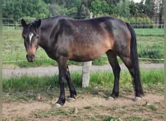 Mustang (canadian), Mare, 7 years, 15.1 hh, Smoky-Black