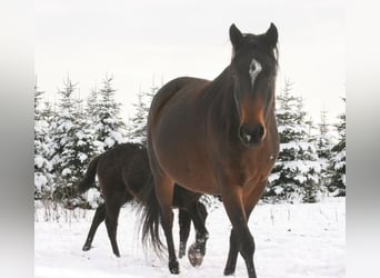 Mustang (canadian), Mare, 7 years, 15.1 hh, Smoky-Black