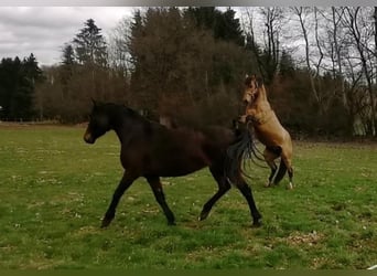 Mustang (canadian), Mare, 7 years, 15.1 hh, Smoky-Black