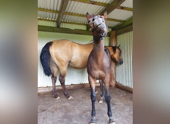 Mustang (kanadisch) Mix, Stute, Fohlen (02/2024), 14,2 hh, Brauner