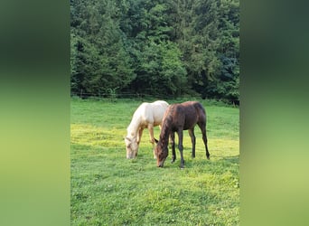 Mustang (kanadisch) Mix, Stute, Fohlen (02/2024), 14,2 hh, Brauner