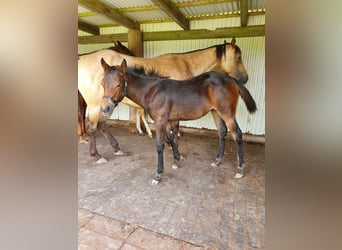 Mustang (canadian) Mix, Mare, Foal (02/2024), 14,2 hh, Brown