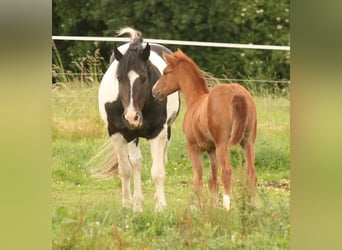 Mustang (canadian), Mare, Foal (04/2024), 15.1 hh, Chestnut-Red