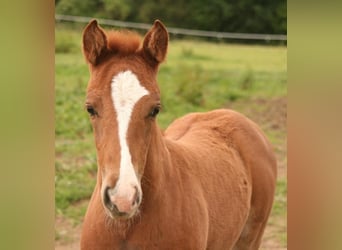 Mustang (kanadisch), Stute, Fohlen (04/2024), 15,1 hh, Fuchs