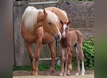 Mustang (kanadisch), Stute, Fohlen (04/2024), 15,1 hh, Fuchs