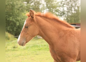 Mustang (canadian), Mare, Foal (04/2024), 15.1 hh, Chestnut-Red
