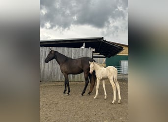 Mustang (canadian) Mix, Mare, Foal (04/2024), 15.1 hh, Perlino
