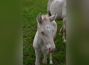 Mustang (canadian) Mix, Mare, Foal (04/2024), 15.1 hh, Perlino