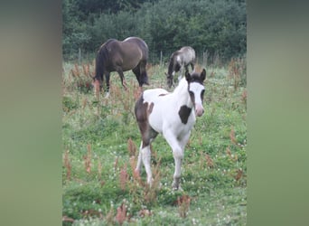 Mustang (canadian), Mare, Foal (06/2023), 15 hh, Pinto