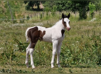 Mustang (canadian), Mare, Foal (06/2023), 15 hh, Pinto