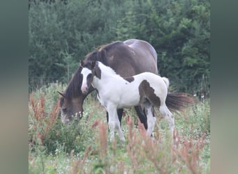 Mustang (canadian), Mare, Foal (06/2023), 15 hh, Pinto