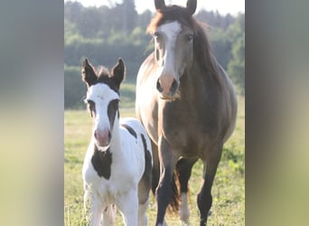 Mustang (canadian), Mare, Foal (06/2023), 15 hh, Pinto
