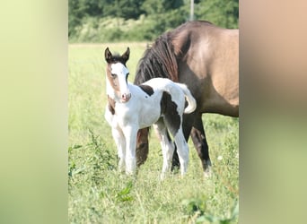 Mustang (canadian), Mare, Foal (06/2023), 15 hh, Pinto