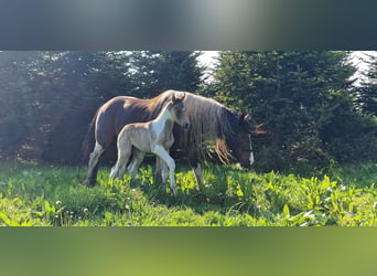 Mustang (canadian), Mare, Foal (05/2023), 15 hh, Pinto