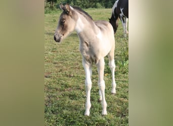 Mustang (canadian), Mare, Foal (05/2023), 15 hh, Pinto