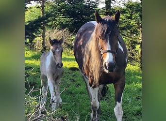 Mustang (canadian), Mare, Foal (05/2023), 15 hh, Pinto