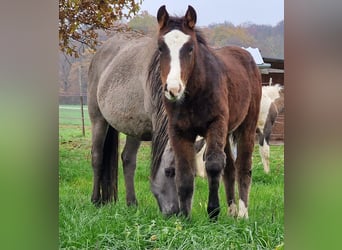 Mustang (canadian), Stallion, 1 year, 15.1 hh, Brown