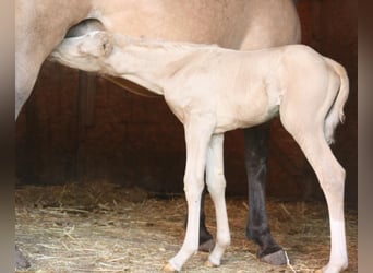 Mustang (canadian), Stallion, Foal (09/2023), 14.2 hh, Palomino