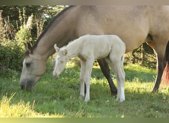 Mustang (canadian), Stallion, Foal (09/2023), 14.2 hh, Palomino