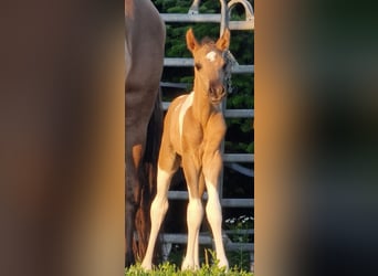 Mustang (canadian), Stallion, Foal (06/2023), 14.2 hh, Pinto