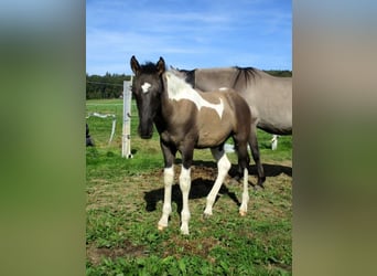Mustang (canadian), Stallion, Foal (06/2023), 14.2 hh, Pinto