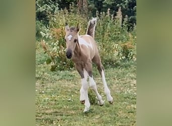 Mustang (canadian), Stallion, Foal (06/2023), 14.2 hh, Pinto
