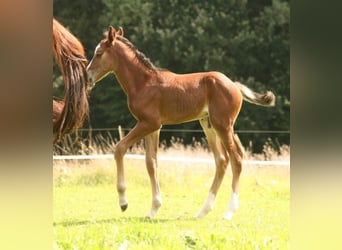 Mustang (canadian), Stallion, Foal (08/2023), 15.1 hh, Brown