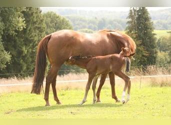 Mustang (canadian), Stallion, Foal (08/2023), 15.1 hh, Brown