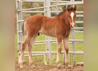Mustang (canadian), Stallion, Foal (03/2024), 15.1 hh, Brown