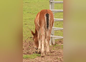 Mustang (canadian), Stallion, Foal (03/2024), 15.1 hh, Brown