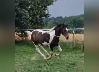 Mustang (canadian), Stallion, Foal (03/2024), 15.1 hh, Tobiano-all-colors