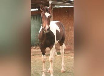 Mustang (canadian), Stallion, Foal (03/2024), 15.1 hh, Tobiano-all-colors