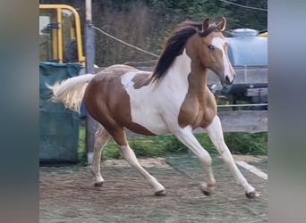 Mustang (canadian), Stallion, 3 years, 15,1 hh, Tobiano-all-colors