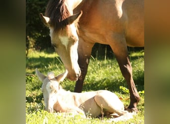 Mustang (canadien), Étalon, 1 Année, 150 cm, Palomino