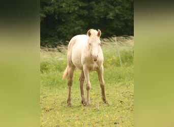 Mustang (canadien), Étalon, 1 Année, 150 cm, Palomino