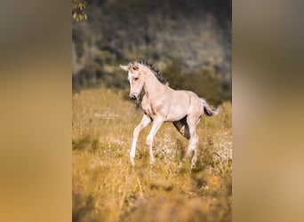 Mustang (canadien), Étalon, 7 Ans, 156 cm, Buckskin