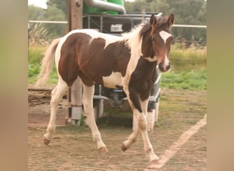 Mustang (canadien), Étalon, Poulain (03/2024), 155 cm, Tobiano-toutes couleurs