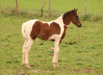 Mustang (canadien), Étalon, Poulain (03/2024), 155 cm, Tobiano-toutes couleurs