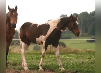 Mustang (canadien), Étalon, Poulain (03/2024), 155 cm, Tobiano-toutes couleurs