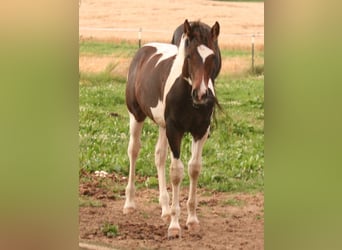 Mustang (canadien), Étalon, Poulain (03/2024), 155 cm, Tobiano-toutes couleurs