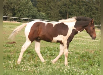 Mustang (canadien), Étalon, Poulain (03/2024), 155 cm, Tobiano-toutes couleurs