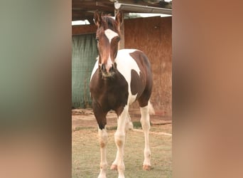 Mustang (canadien), Étalon, Poulain (03/2024), 155 cm, Tobiano-toutes couleurs