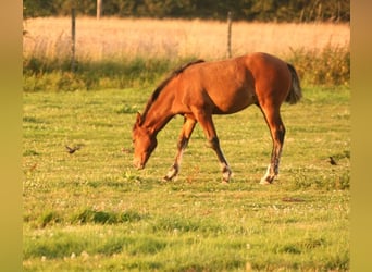 Mustang (canadien), Étalon, Poulain (03/2024), 156 cm, Bai