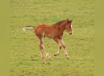 Mustang (canadien), Étalon, Poulain (03/2024), 156 cm, Bai