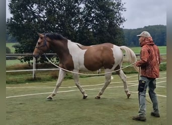 Mustang (canadien), Étalon, 3 Ans, 156 cm, Tobiano-toutes couleurs